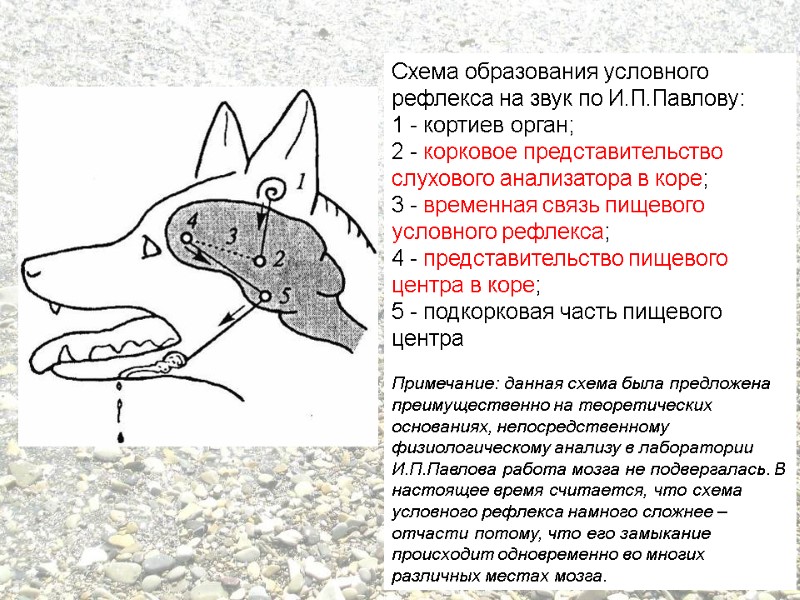 Схема образования условного рефлекса на звук по И.П.Павлову: 1 - кортиев орган;  